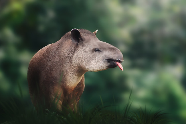 Primo cucciolo di tapir di pianura in 14 anni accolto allo zoo del Regno Unito