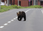 La citt&agrave; giapponese di Utsunomiya ha sospeso tutte le lezioni dopo l'avvistamento di un orso nero per strada