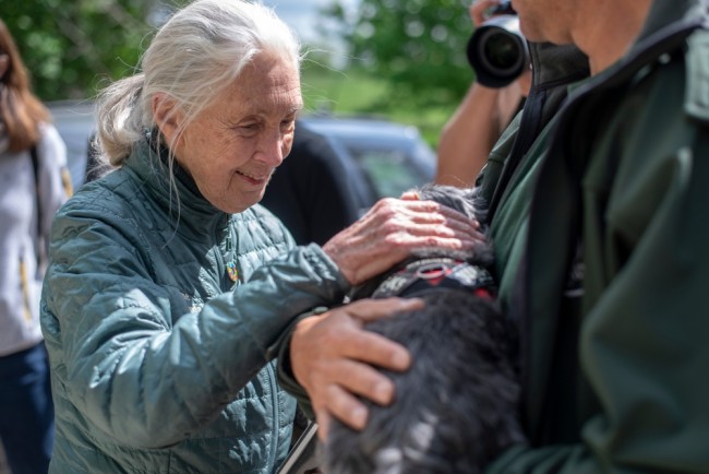 Jane Goodall muore a 91 anni