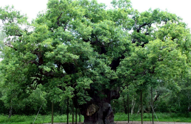 Il leggendario Maggiore Quercia di Robin Hood muore dopo più di 1.000 anni