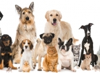 Sono ora in vigore nuovi requisiti sui chip mentre l'UE inaspriscia le regole di identificazione dei viaggi per animali domestici