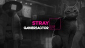 Stray - Replay livestream